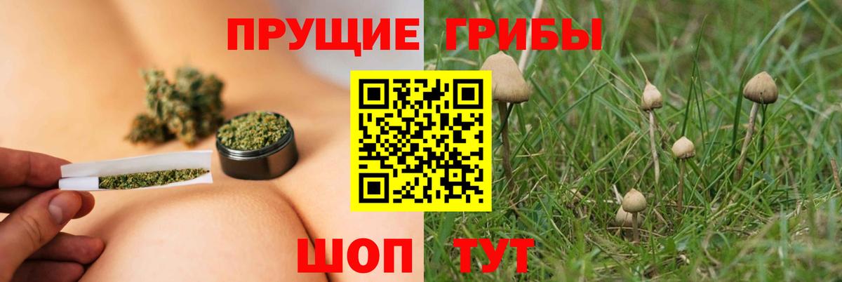 Галлюциногенные грибы Psilocybine cubensis Назрань